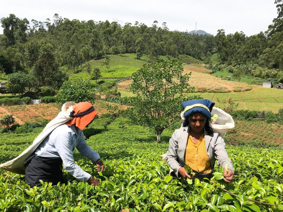Stafford Bungalow Nuwara Eliya Eksteriør bilde